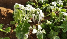 Αναγγελία ζημιάς για τις καλλιέργειες που επλήγησαν από τον ισχυρό παγετό στις 16 και 17 Φεβρουαρίου