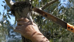 Eνημέρωση προς ιδιοκτήτες Ακινήτων και Αγροτεμαχίων για κοπή κλαδιών που καθίστανται επικίνδυνα για την ασφαλή κυκλοφορία